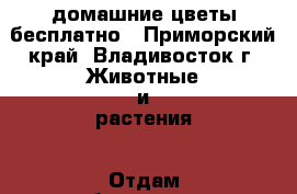 домашние цветы бесплатно - Приморский край, Владивосток г. Животные и растения » Отдам бесплатно   